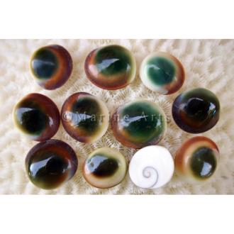 Catseye green and gold polished - Pack of 50