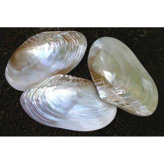 Mussel giant white pearled pair