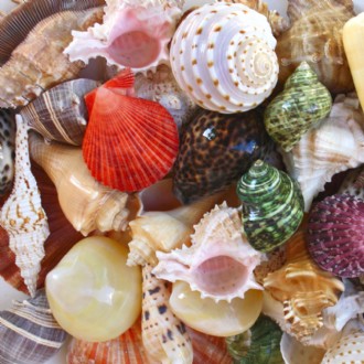 Shells assorted @ $0.90 (Pack of 50)