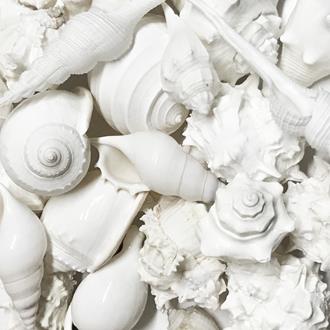 Shells white assorted @ $2.25 (Pack of 20)