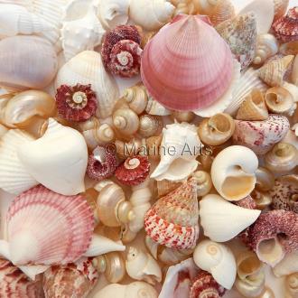 Premium shell mix white pearl and pink (Pack of 1kg)