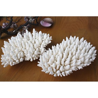 Coral - Acropora finger (20-25cm)