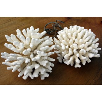 Coral - Pocillopora eydouxi (30-35cm)