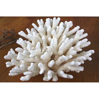 Coral - Pocillopora eydouxi (40-45cm)