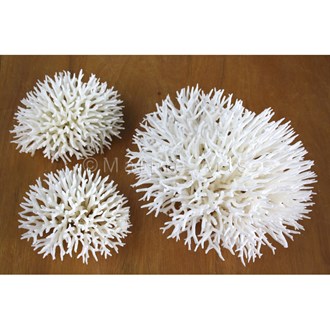 Coral - Seriatopora (10-15cm)
