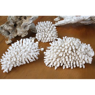 Coral - Acropora finger upright (10-15cm)