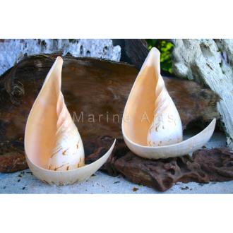 Baler shell vase