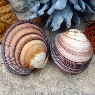 Cardium maxima pair