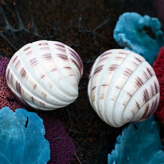 Cardium maxima polished banded pair