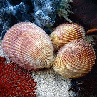 Cardium elongatum pair (elongatum) 