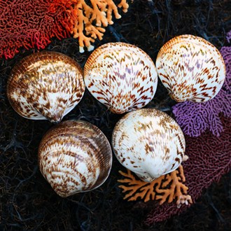 Cockle chocolate tan white polished pair