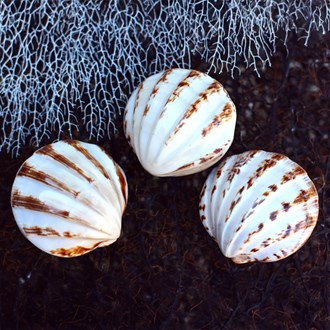 Cockle chocolate tan white polished pair banded
