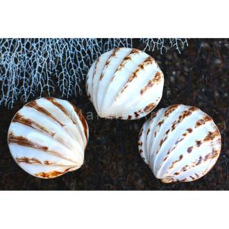 Cockle chocolate tan white polished pair banded