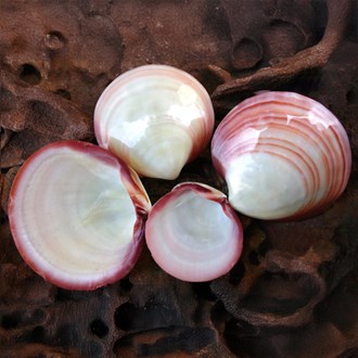 Codakia tigerina polished half