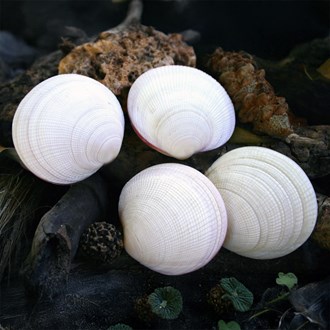 Codakia tigerina natural pair