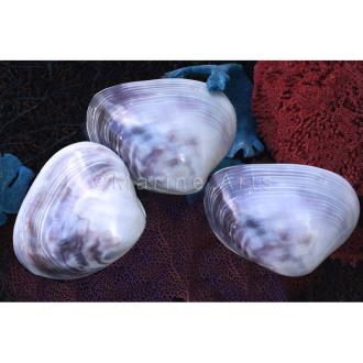 Purple white cockle polished pair