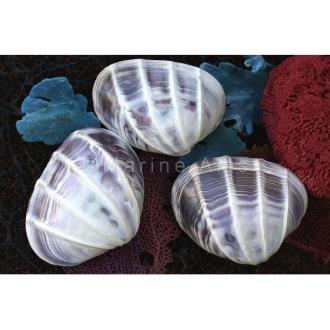 Purple white cockle polished pair narrow bands