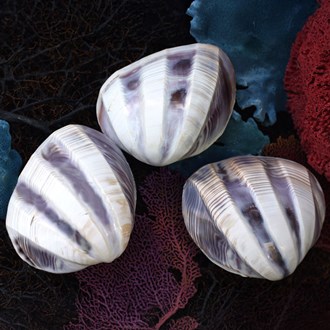 Purple white cockle polished pair wide bands