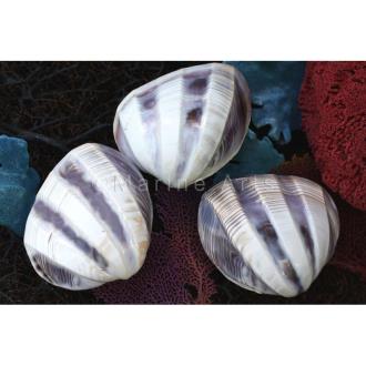 Purple white cockle polished pair wide bands