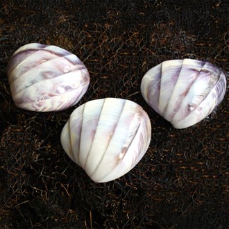 Purple white cockle polished half pleated bands (Pack of 5)