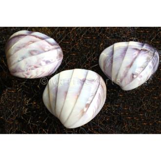 Purple white cockle polished half pleated bands (Pack of 5)