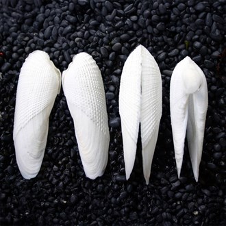 Angel Wings pair