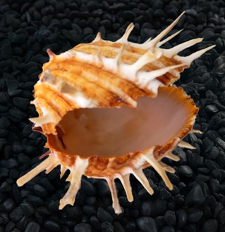Spondylus chinensis