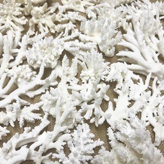 Coral - Mixed species white assorted (Pack of 1kg)