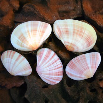 Tellina virgata pair