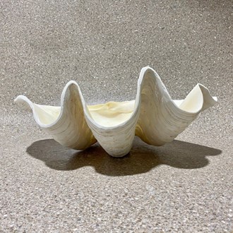 Tridacna gigas - Giant clam half S-grade (52cm)