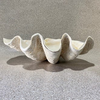 Tridacna gigas - Giant clam half B-grade (72cm)