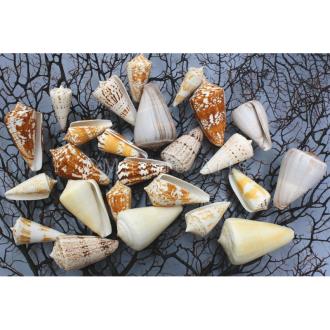 Cone shells assorted