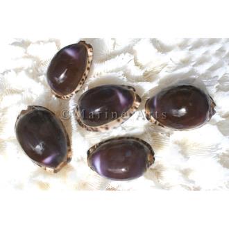 Cowries brown-black with purple flash polished