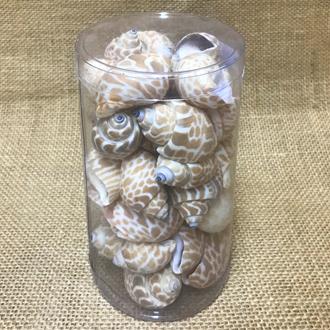 Shell cylinder tall - Babylonia spirata (Pack of 2)