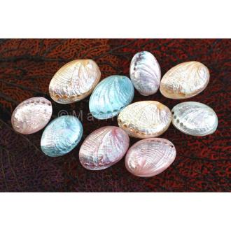 Haliotis pulcherima pearl dyed pastel singles