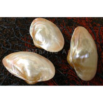Mussel cream pearled pair