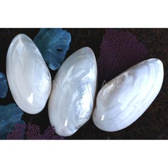 Mussel heavy thick white pearl pair silky lustre