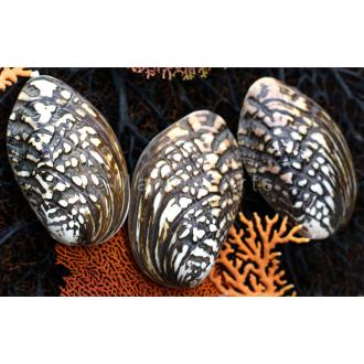 Mussel heavy black natural spotted pair
