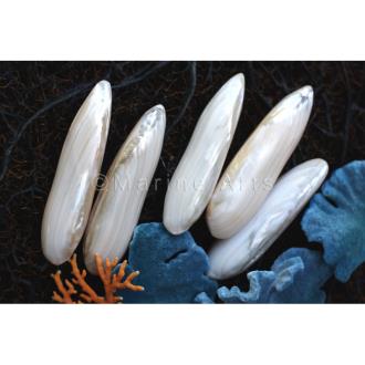 Mussel heavy bullet shaped pearled pair