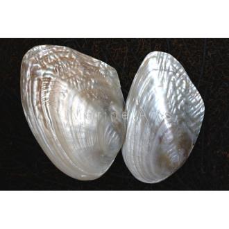 Mussel giant rippled pearled pair
