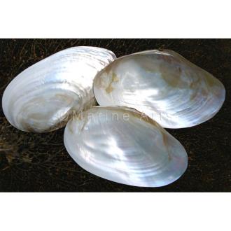 Mussel giant white pearled half