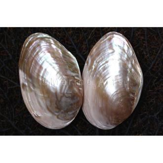 Mussel giant pink pearl pair