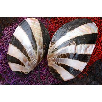 Mussel giant pink pearl dark stripe pair