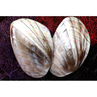 Mussel giant pink pearl grooved pair