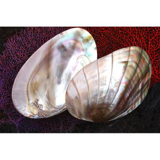 Mussel giant pink pearl grooved half