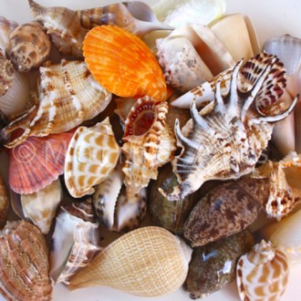 Shells assorted @ $0.49 (Pack of 100)