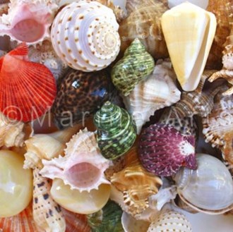 Shells assorted @ $1.50 (Pack of 30)