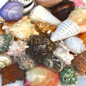 Shells assorted @ $1.80 (Pack of 25)