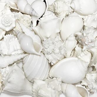 Shells white assorted @ $1.80 (Pack of 25)