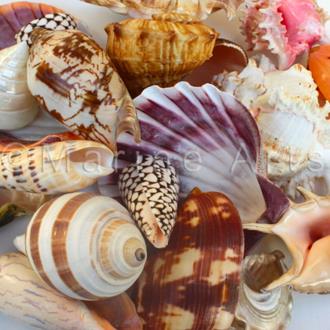Shells assorted @ $2.25 (Pack of 20)